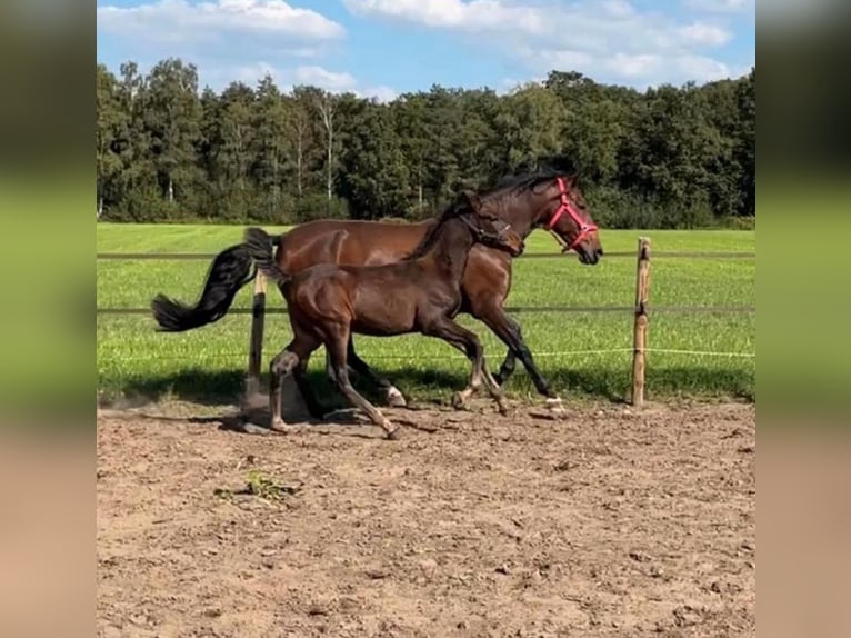 PRE Mix Stallion 1 year 16,1 hh Bay-Dark in Sint-Oedenrode