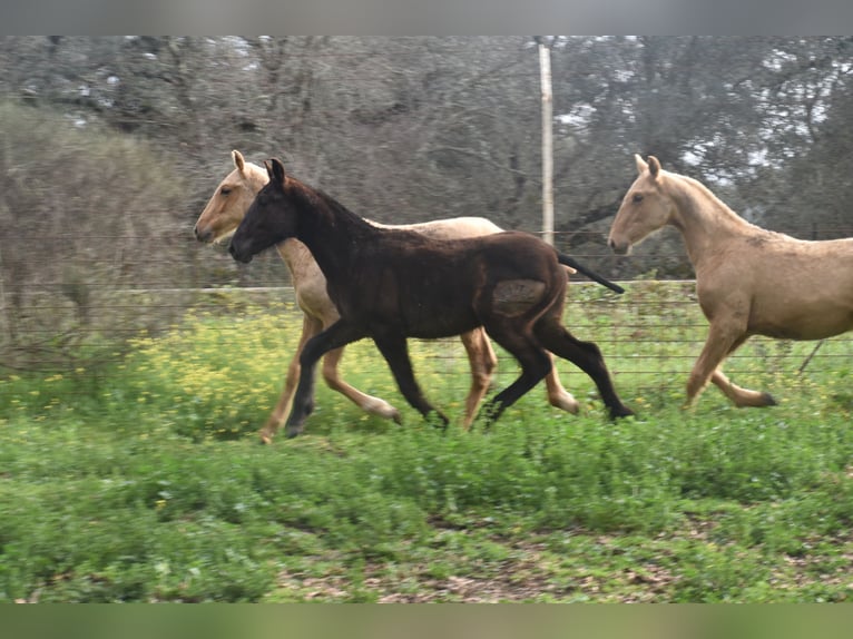 PRE Stallion 1 year 16,1 hh Black in El Real De La Jara