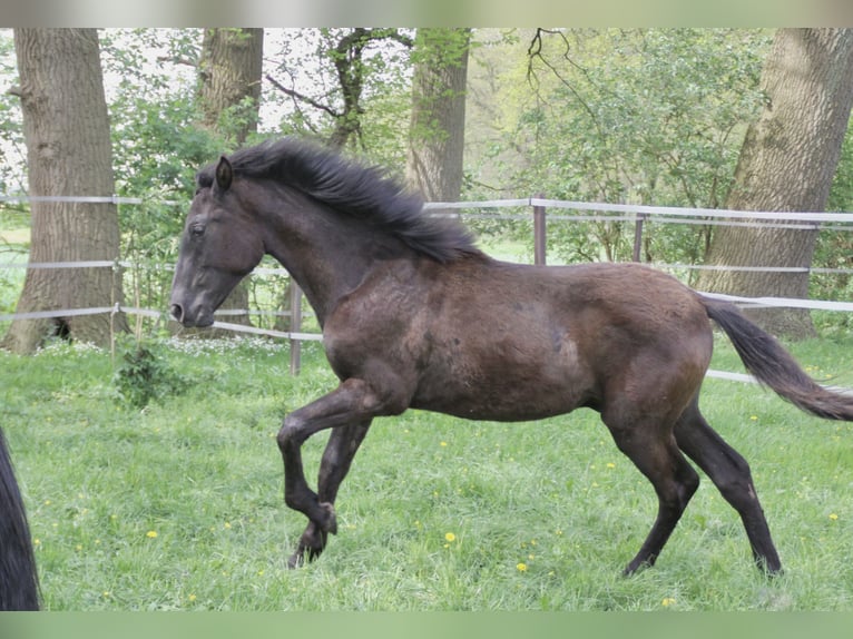PRE Stallion 1 year 16,1 hh Black in Steyerberg