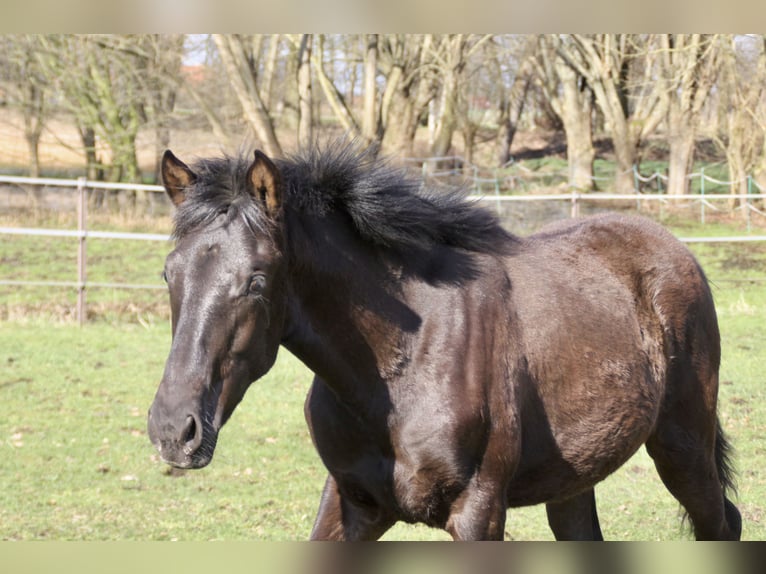 PRE Stallion 1 year 16,1 hh Black in Steyerberg