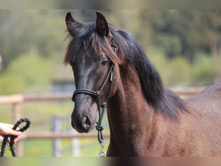 PRE Stallion 1 year 16,1 hh Black in Postfeld