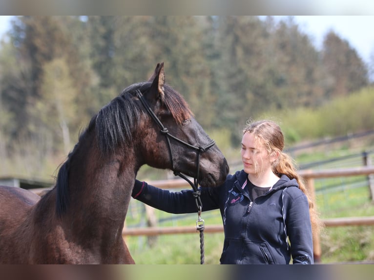 PRE Stallion 1 year 16,1 hh Black in Postfeld