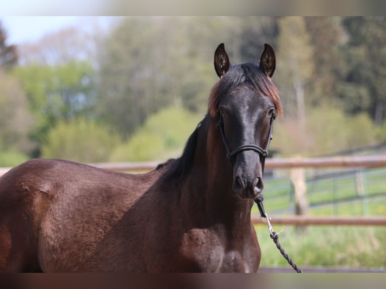 PRE Stallion 1 year 16,1 hh Black in Postfeld