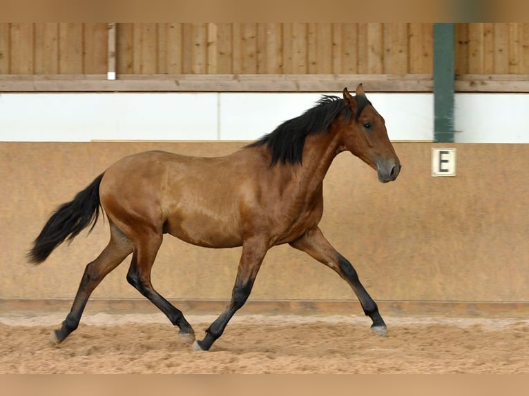 PRE Mix Stallion 1 year 16.1 hh Brown in Waldhölzbach