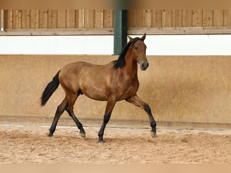 PRE Mix Stallion 1 year 16.1 hh Brown in Waldhölzbach