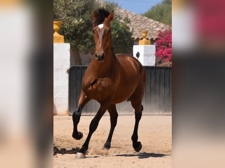 PRE Stallion 1 year 16,1 hh Brown in Menorca