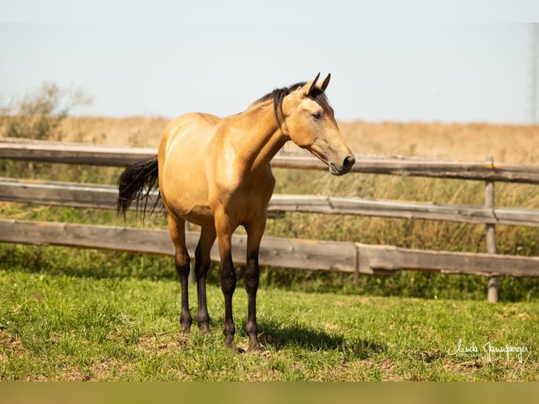 PRE Stallion 1 year 16,1 hh Buckskin in Feuchtwangen