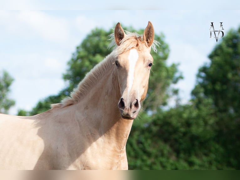PRE Mix Stallion 1 year 16.1 hh Champagne in La Vespière-Friardel