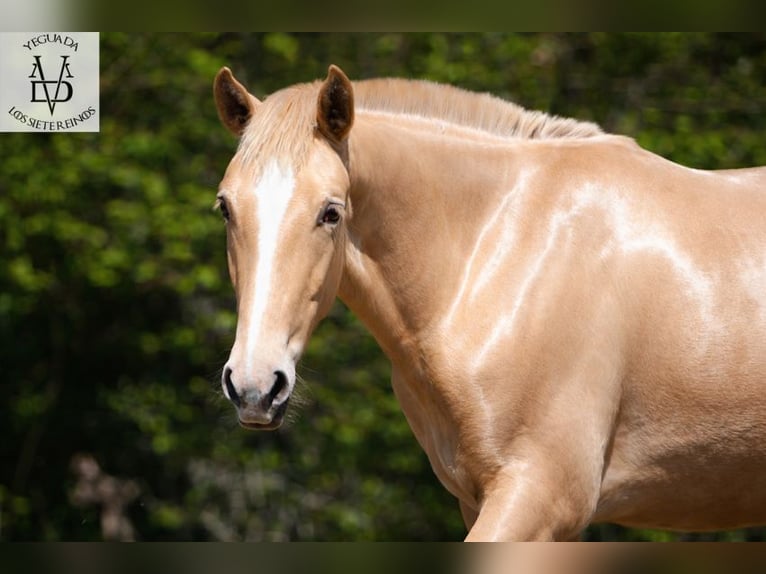 PRE Mix Stallion 1 year 16.1 hh Champagne in La Vespière-Friardel