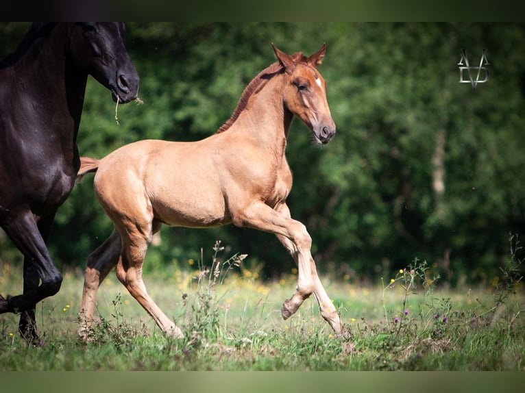 PRE Mix Stallion 1 year 16,1 hh Chestnut-Red in Valorbiquet