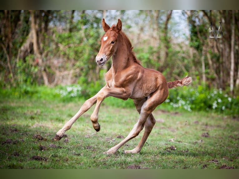 PRE Mix Stallion 1 year 16,1 hh Chestnut-Red in Valorbiquet