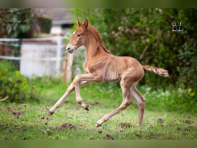 PRE Mix Stallion 1 year 16,1 hh Chestnut-Red in Valorbiquet