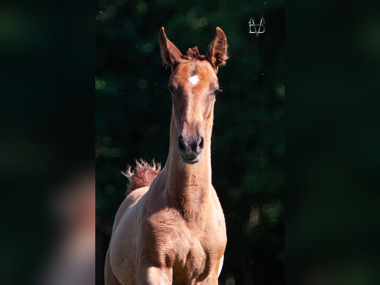 PRE Mix Stallion 1 year 16,1 hh Chestnut-Red in Valorbiquet