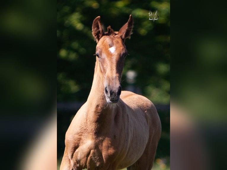 PRE Mix Stallion 1 year 16,1 hh Chestnut-Red in Valorbiquet