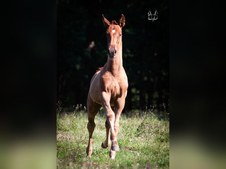 PRE Mix Stallion 1 year 16,1 hh Chestnut-Red in Valorbiquet