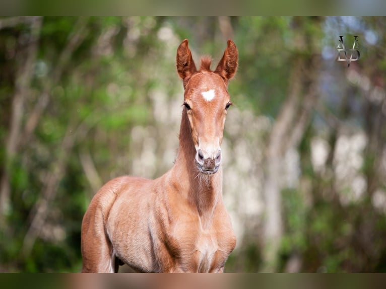 PRE Mix Stallion 1 year 16,1 hh Chestnut-Red in Valorbiquet