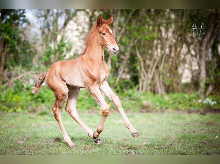 PRE Mix Stallion 1 year 16,1 hh Chestnut-Red in Valorbiquet