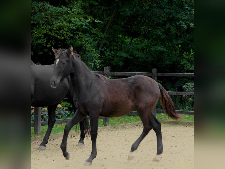 PRE Stallion 1 year 16,1 hh in Hümmel