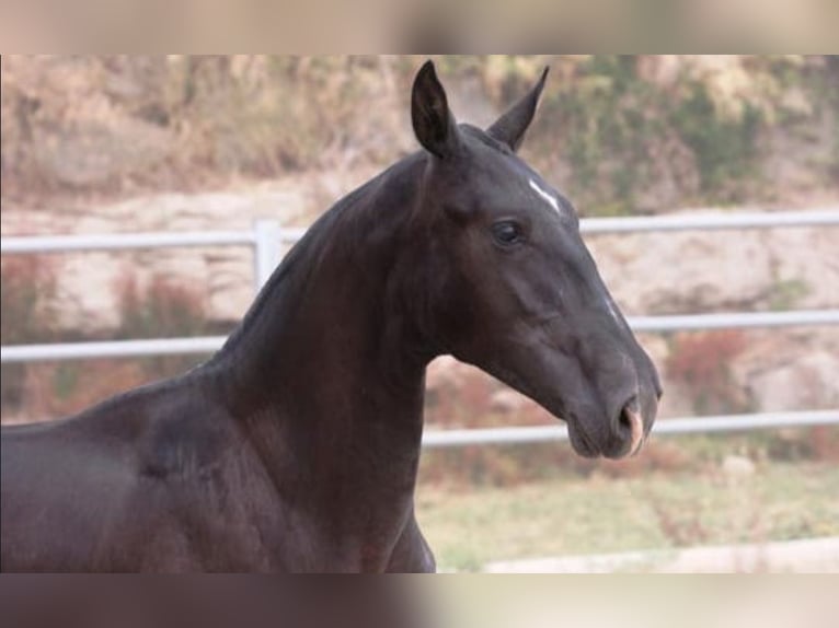 PRE Mix Stallion 1 year 16.1 hh  in Colonia Rosal, La (Berga