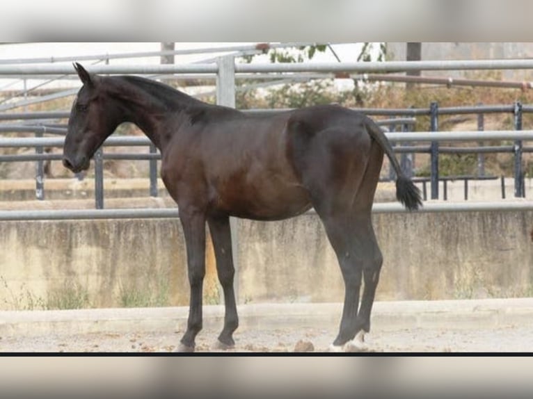 PRE Mix Stallion 1 year 16.1 hh  in Colonia Rosal, La (Berga