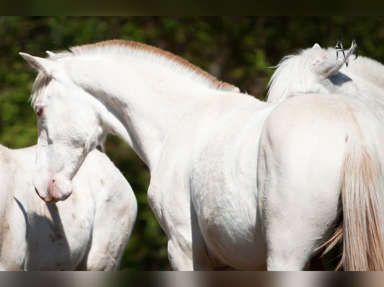 PRE Stallion 1 year 16.1 hh Dun in LA VESPIÈRE