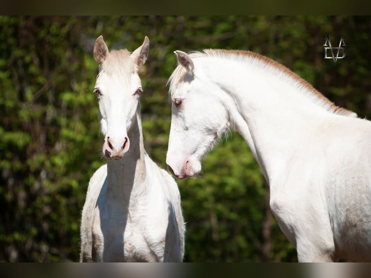 PRE Stallion 1 year 16.1 hh Dun in LA VESPIÈRE