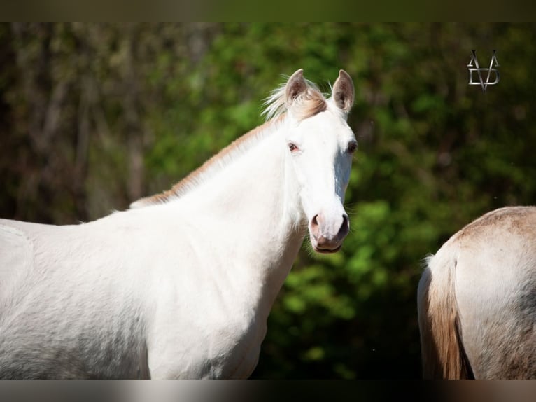 PRE Stallion 1 year 16.1 hh Dun in LA VESPIÈRE