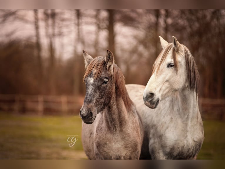 PRE Stallion 1 year 16,1 hh Gray in Leipe