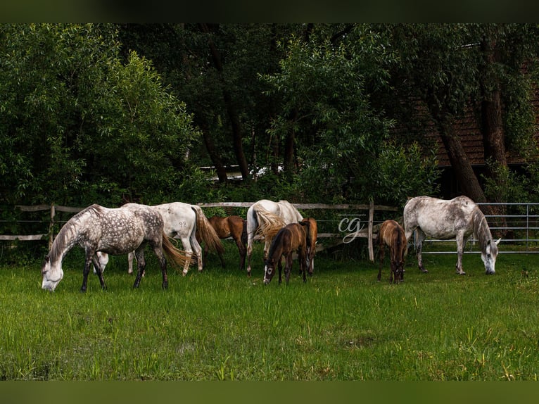 PRE Stallion 1 year 16,1 hh Gray in Leipe