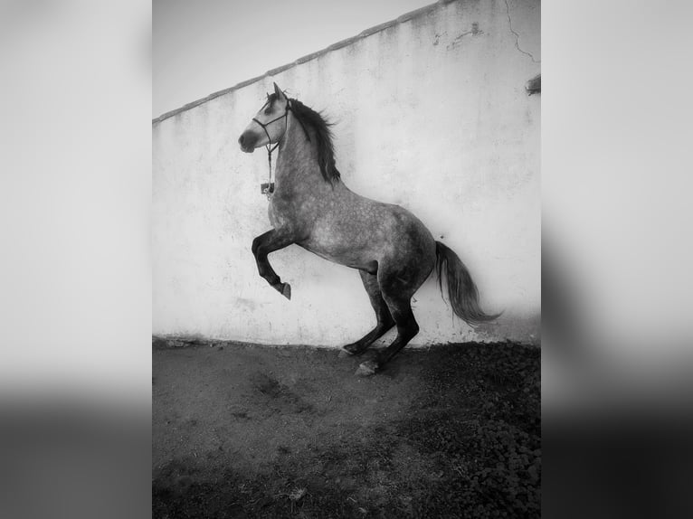 PRE Stallion 1 year 16,1 hh Gray in Ahillones