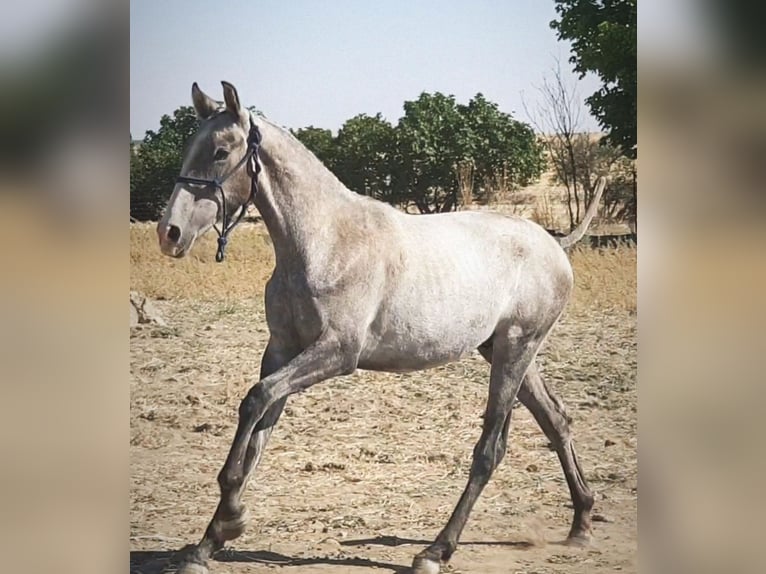 PRE Stallion 1 year 16,1 hh Gray in Ahillones