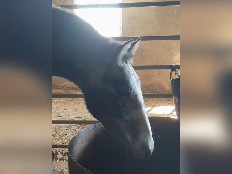 PRE Stallion 1 year 16,1 hh Gray in Ahillones