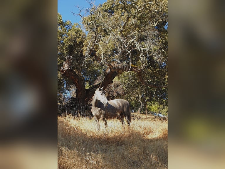 PRE Stallion 1 year 16,1 hh Gray in Ahillones