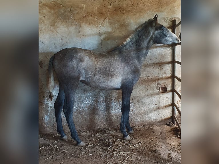 PRE Stallion 1 year 16,1 hh Gray in Ahillones