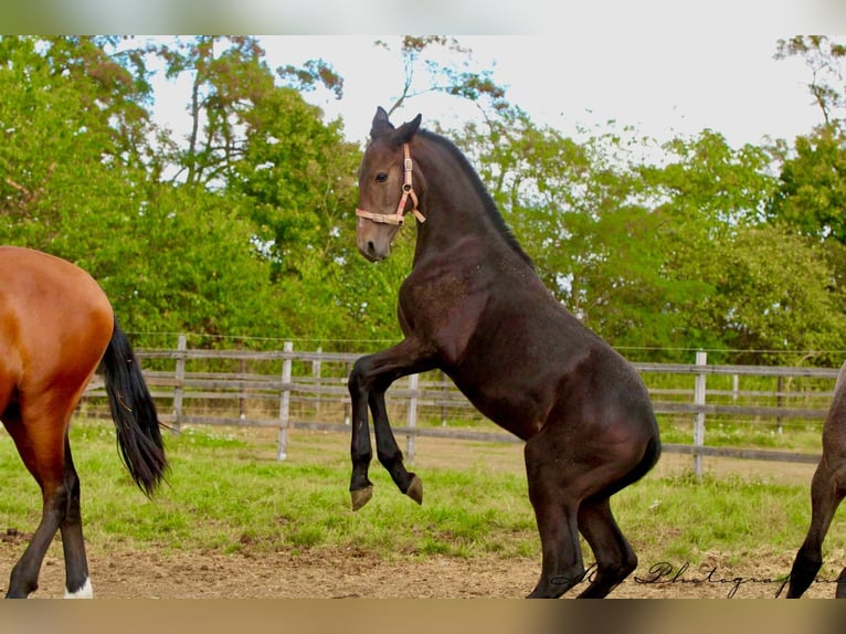 PRE Stallion 1 year 16.1 hh Grey-Dark-Tan in Polenz