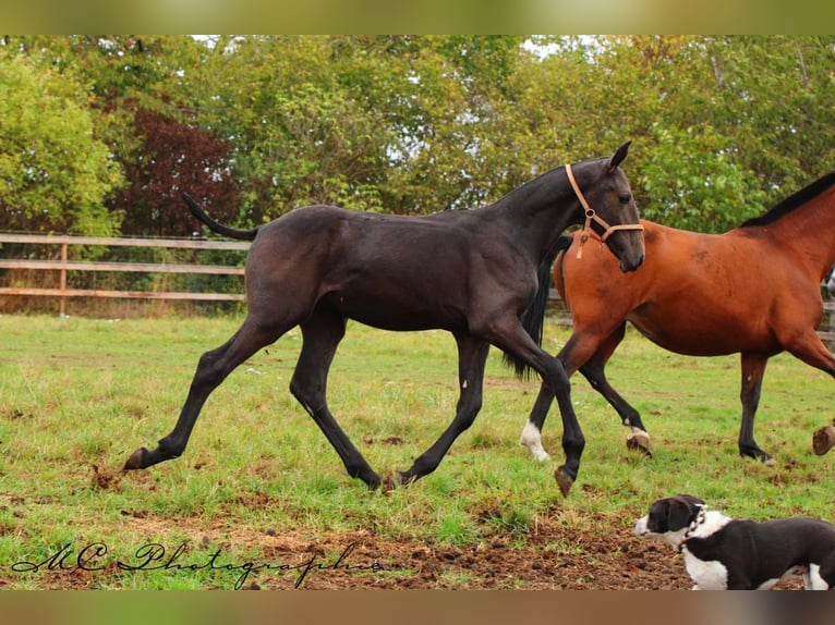PRE Stallion 1 year 16.1 hh Grey-Dark-Tan in Polenz