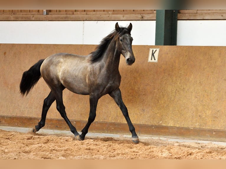 PRE Mix Stallion 1 year 16.1 hh Grey in Waldhölzbach