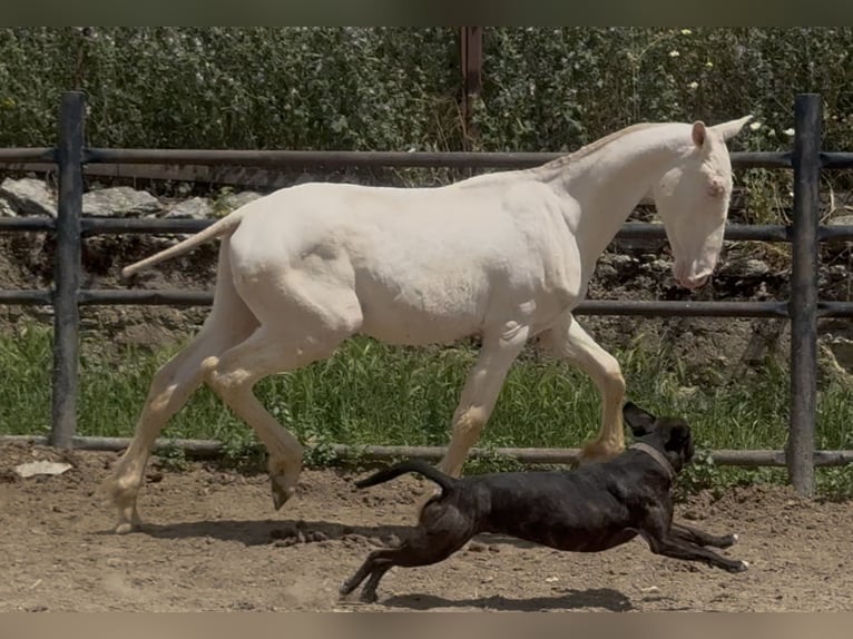 PRE Stallion 1 year 16,1 hh Perlino in Santa Marta