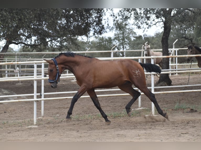 PRE Stallion 1 year 16,2 hh Brown in El Real de la Jara (Sevilla)
