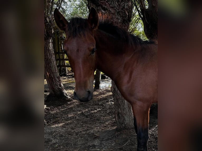 PRE Stallion 1 year 16.2 hh Brown in Boezinge