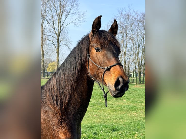 PRE Stallion 1 year 16.2 hh Brown in Emblem