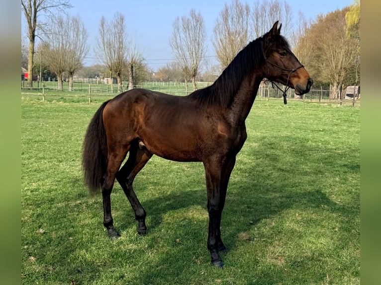 PRE Stallion 1 year 16.2 hh Brown in Emblem