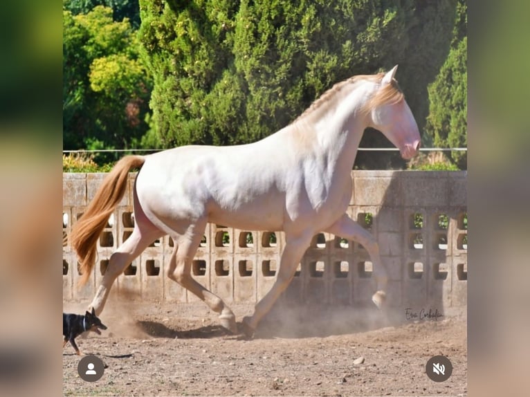 PRE Stallion 1 year 16.2 hh Buckskin in Madrid
