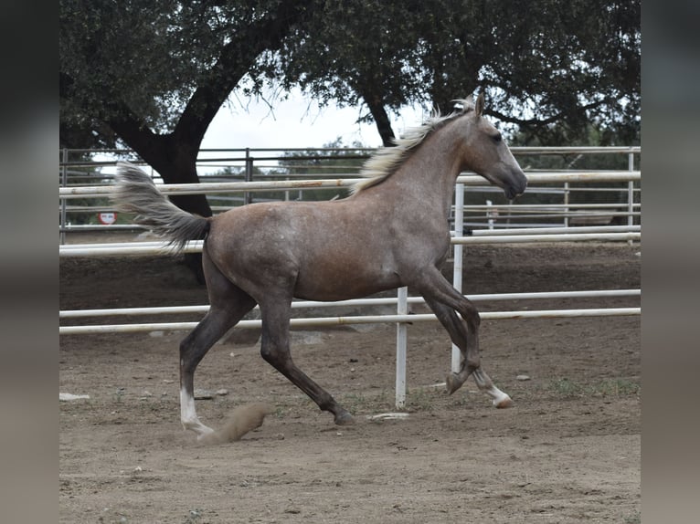 PRE Stallion 1 year 16,2 hh Gray in El Real de la Jara (Sevilla)