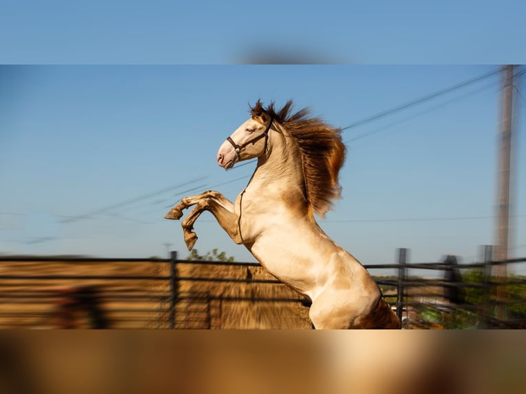 PRE Stallion 1 year 16,2 hh Gray in El Real de la Jara (Sevilla)