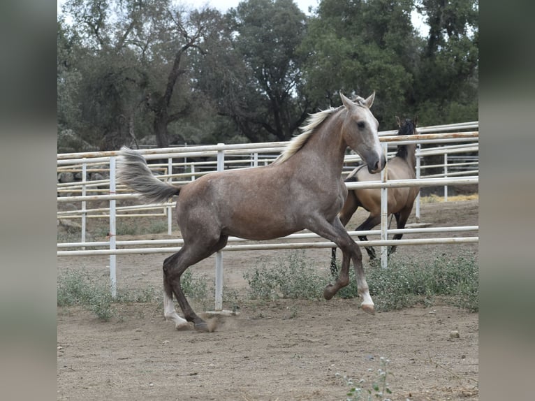 PRE Stallion 1 year 16,2 hh Gray in El Real de la Jara (Sevilla)