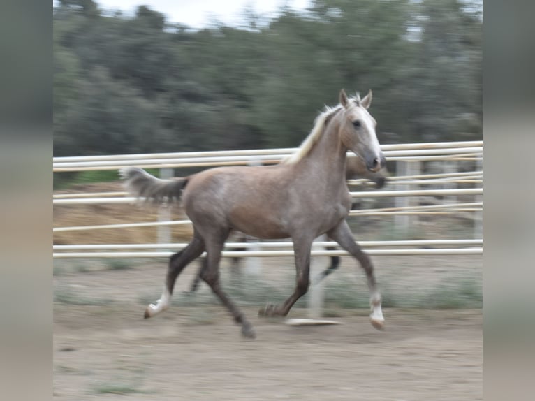 PRE Stallion 1 year 16,2 hh Gray in El Real de la Jara (Sevilla)