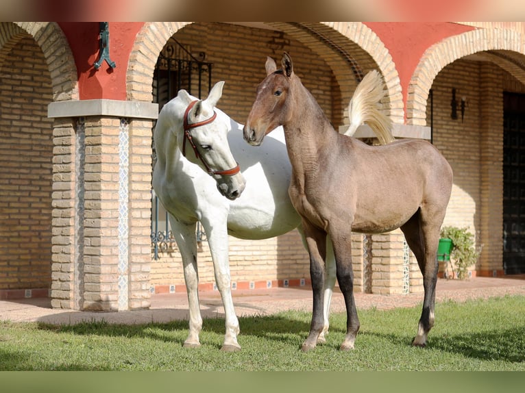 PRE Stallion 1 year 16.2 hh Grey in La Puebla Del Rio