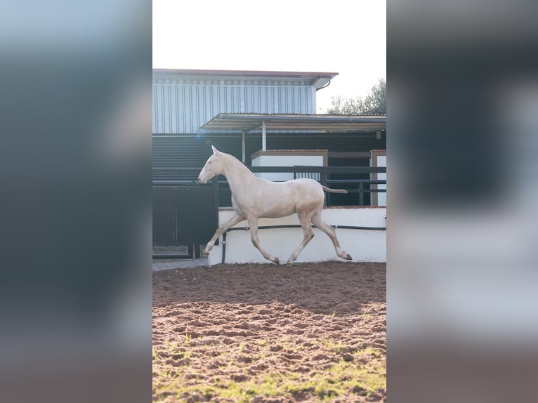 PRE Stallion 1 year 16.2 hh Perlino in Vila-Real/Villarreal
