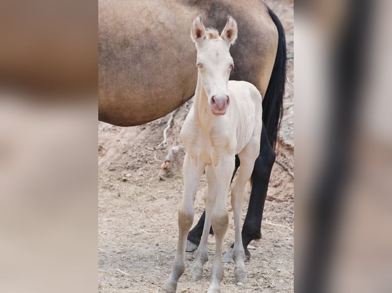 PRE Mix Stallion 1 year 16,3 hh Perlino in Alcoi/Alcoy